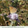 lycaena asabinus talysh male